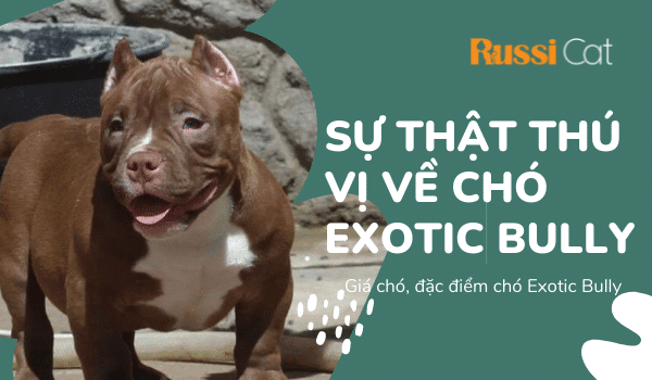 Sự thật về chó Exotic Bully, giá chó Exotic Bully
