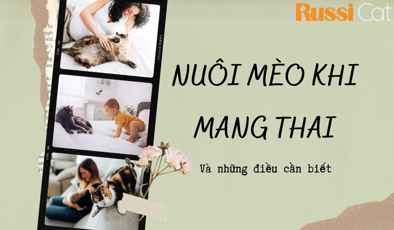 nuôi mèo khi mang thai