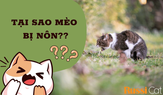 tại sao mèo bị nôn