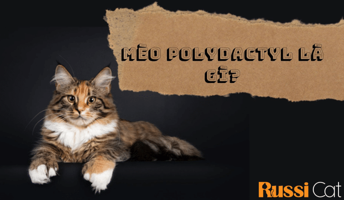 mèo polydactyl là gì?