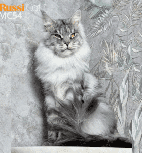 mèo maine coon silver ns22