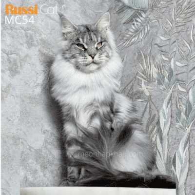 mèo maine coon silver ns22