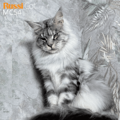 mèo maine coon silver ns22