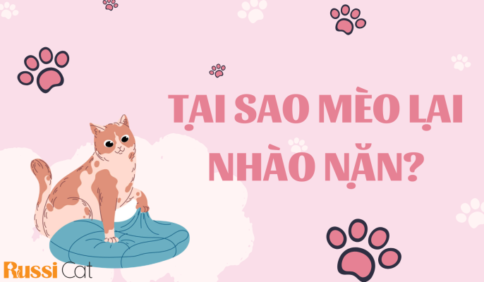 tại sao mèo lại nhào nặn