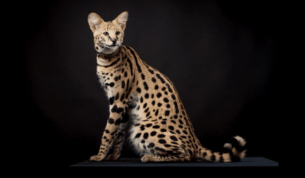 10 sự thật về mèo Serval