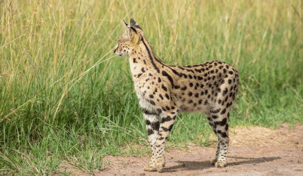 10 sự thật về mèo Serval