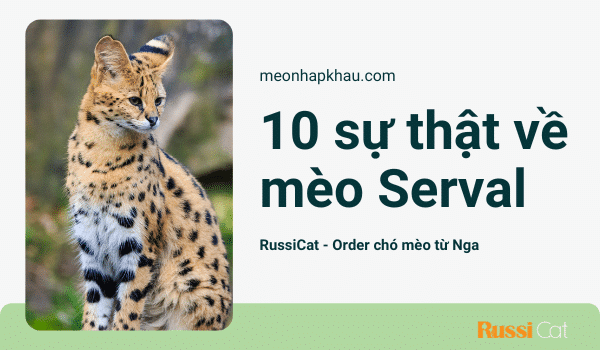 10 sự thật về mèo Serval