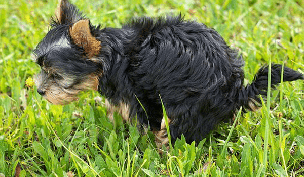 CHÓ ĂN PHÂN? TẠI SAO VÀ CÁCH NGĂN CHẶN