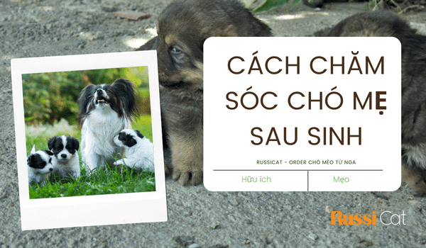 Cách chăm sóc chó mẹ sau sinh