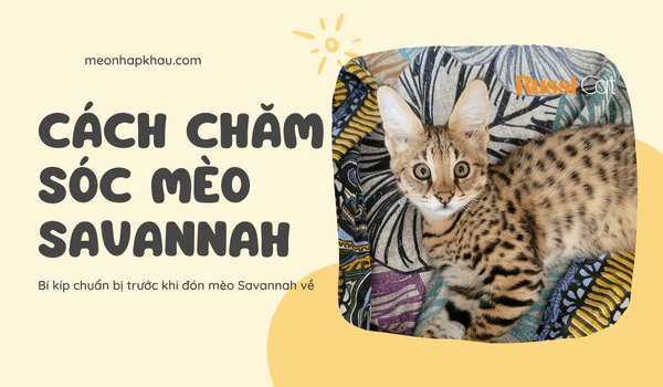 Cách chăm sóc mèo savannah