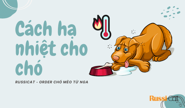 Cách hạ nhiệt cho chó