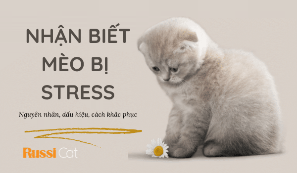Cách nhận biết mèo bị stress