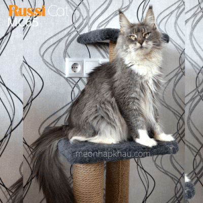 Cái Maine Coon đang chửa nhập Nga