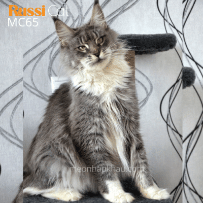 Cái Maine Coon đang chửa nhập Nga