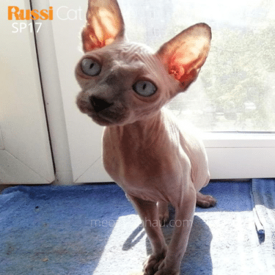 Cặp mèo không lông 1 đực 1 cái