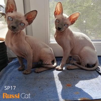 Cặp mèo không lông 1 đực 1 cái