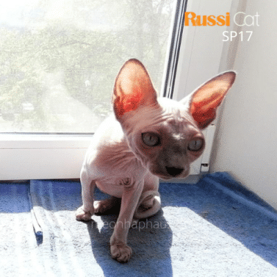 Cặp mèo không lông 1 đực 1 cái