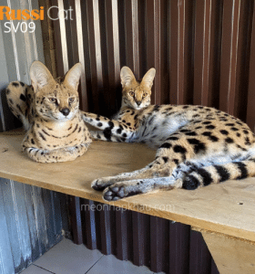 Cặp mèo serval đực cái, nhập Nga