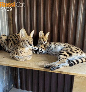 Cặp mèo serval đực cái, nhập Nga