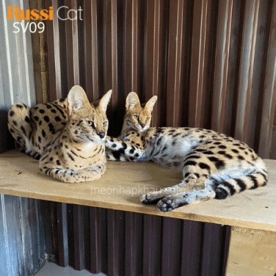 Cặp mèo serval đực cái, nhập Nga