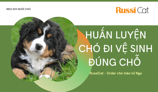 HUẤN LUYỆN CHÓ ĐI VỆ SINH ĐÚNG CHỖ