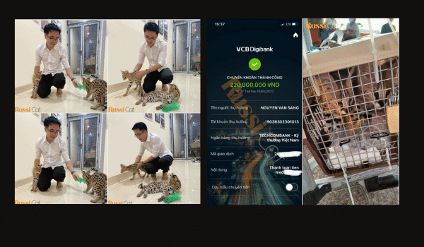 Khách hàng đã mua mèo tại RussiCat và phản hồi