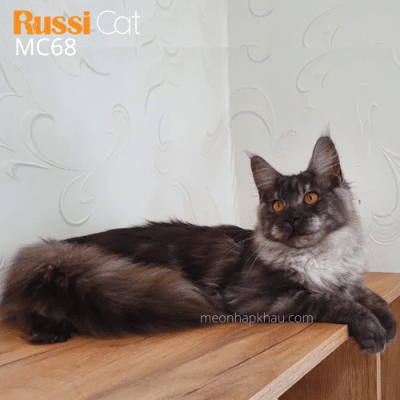 Maine Coon Silver cái nhập Nga