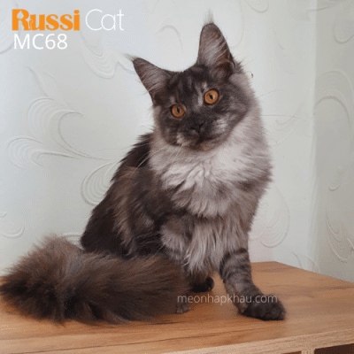 Maine Coon Silver cái nhập Nga