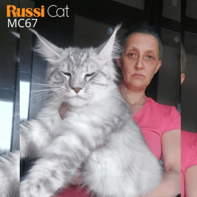 Maine Coon silver nhập Nga