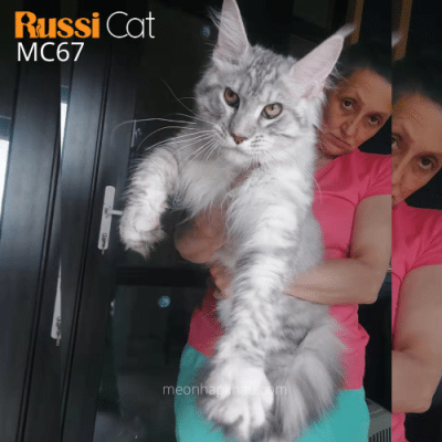 Maine Coon silver nhập Nga