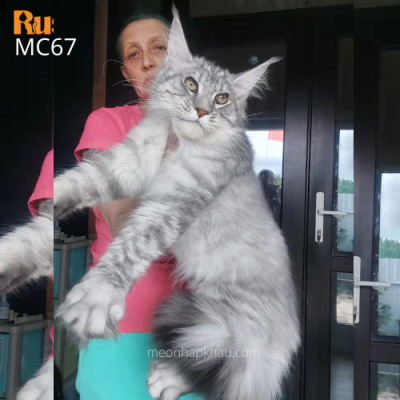Maine Coon silver nhập Nga