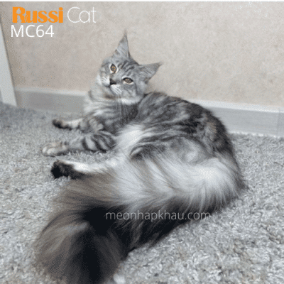 Maine coon đực nhập Nga