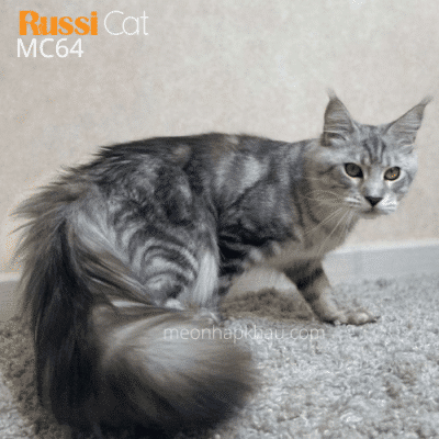 Maine coon đực nhập Nga