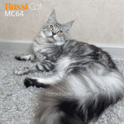 Maine coon đực nhập Nga