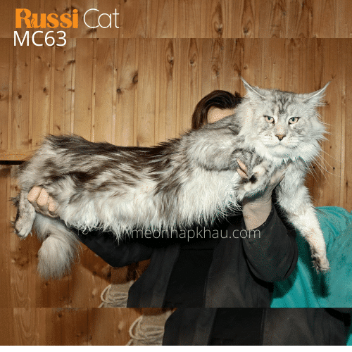 Maine coon nặng 8,4kg