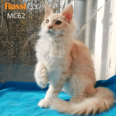Maine coon polydactyl nhập Nga