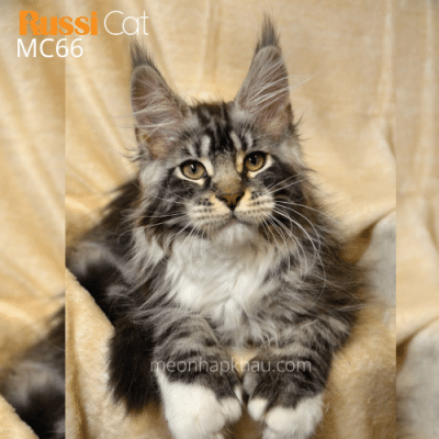 Maine coon polydactyl nhập Nga