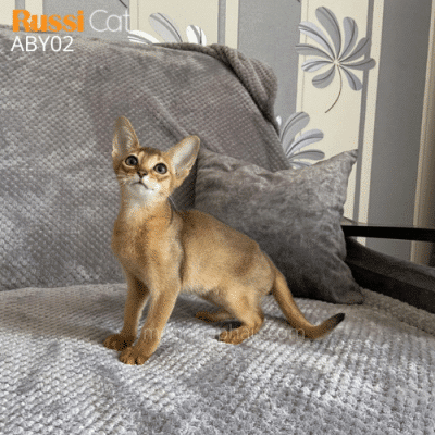 Mèo Abyssinian nhập Nga