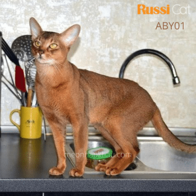 Mèo Abyssinian nhập Nga