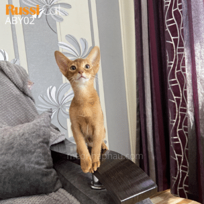Mèo Abyssinian nhập Nga