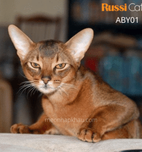 Mèo Abyssinian nhập Nga