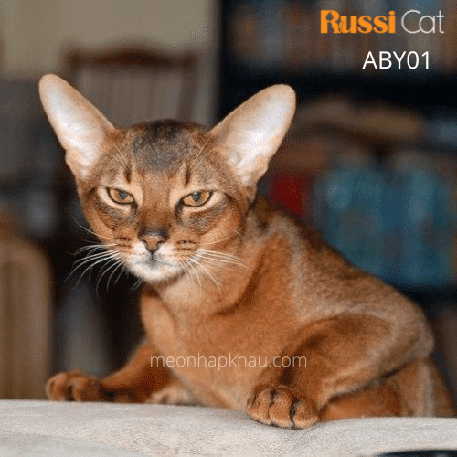 Mèo Abyssinian nhập Nga