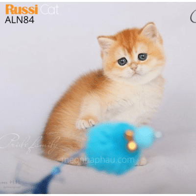 Mèo Anh Golden ny12