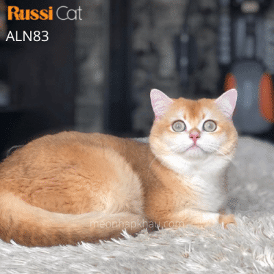 Mèo Anh Golden ny12 đực