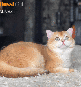 Mèo Anh Golden ny12 đực