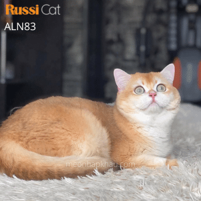 Mèo Anh Golden ny12 đực