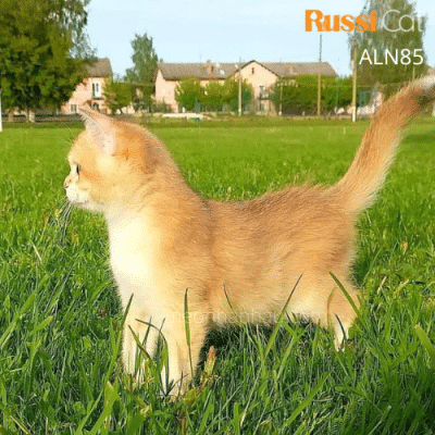 Mèo Anh Golden ny12 nhập Nga