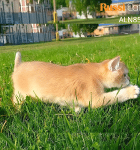 Mèo Anh Golden ny12 nhập Nga