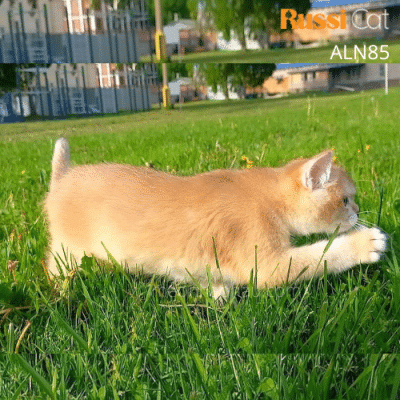 Mèo Anh Golden ny12 nhập Nga