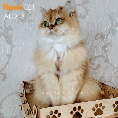 Mèo Anh lông dài ny12 nhập Nga, đang chửa